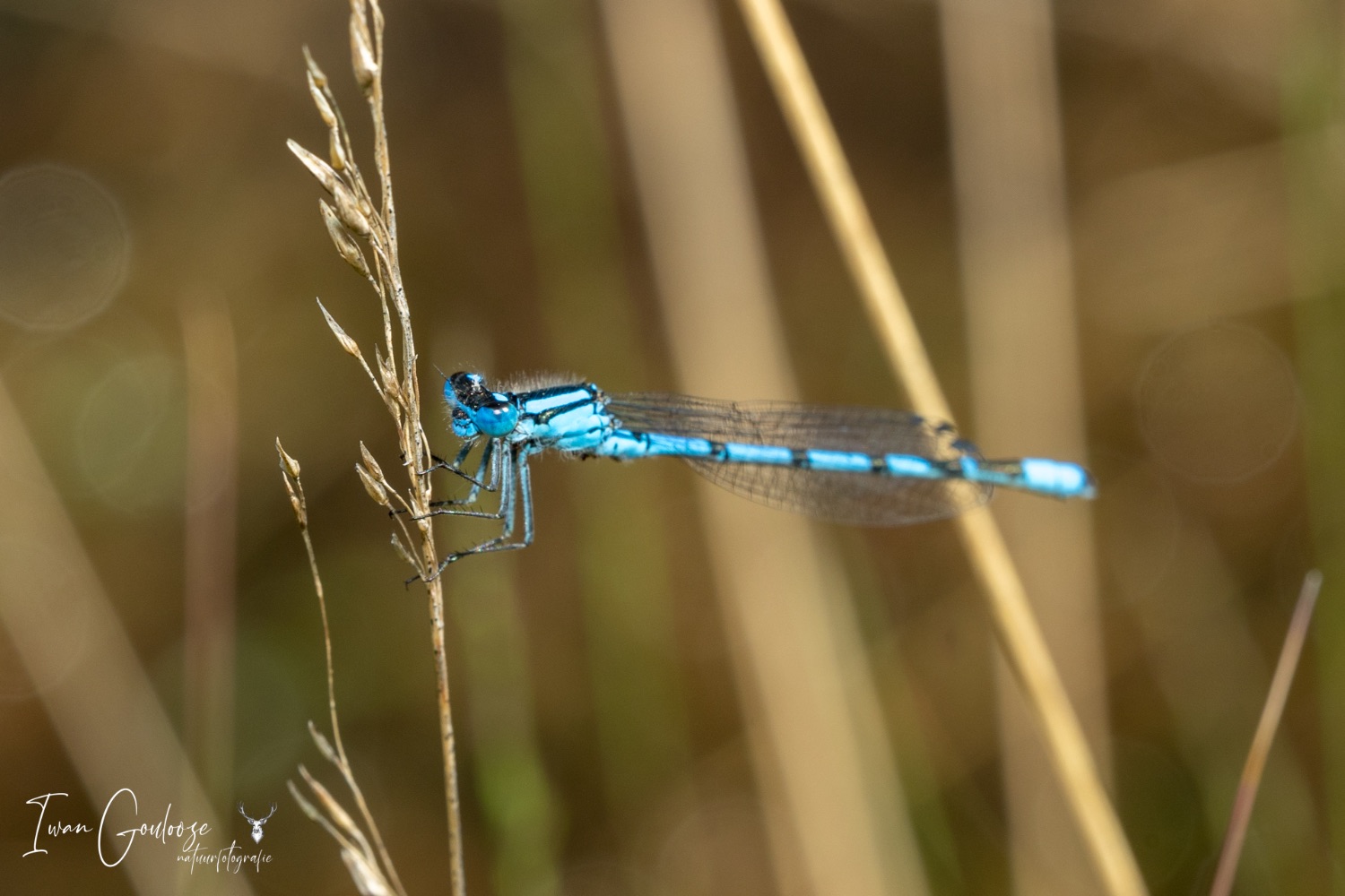 16 juni 2023 171118  R2A6206